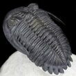Excellent, Hollardops Trilobite - Great Eyes #36016-3